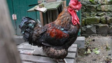 Le fameux coq Maurice, ici à Saint-Pierre-d'Oleron mercredi