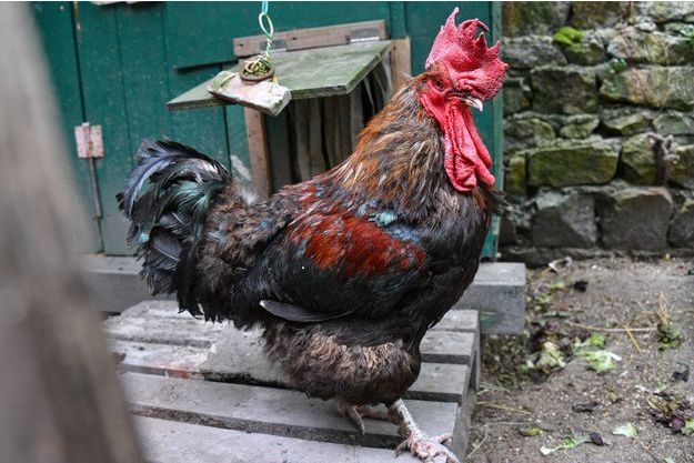 Le fameux coq Maurice, ici à Saint-Pierre-d'Oleron mercredi