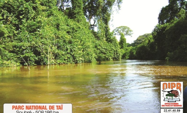 Taï 02