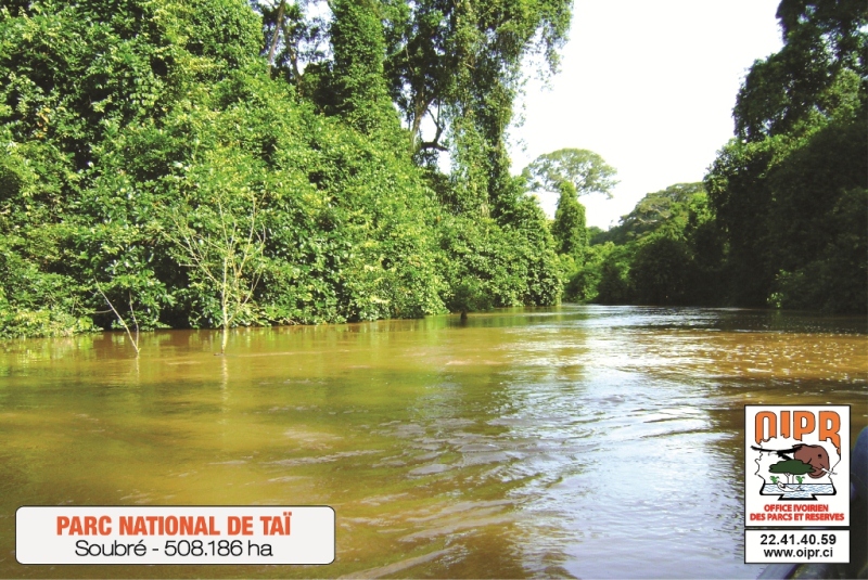 Taï 02